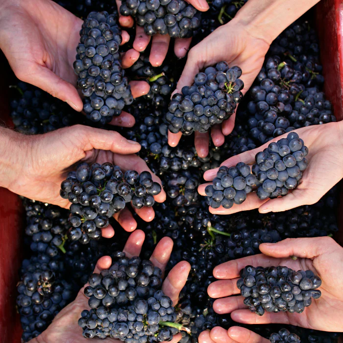 2020 Beaune Clos des Mouches Rouge 1er Cru, Burgund, Frankreich - Image 4