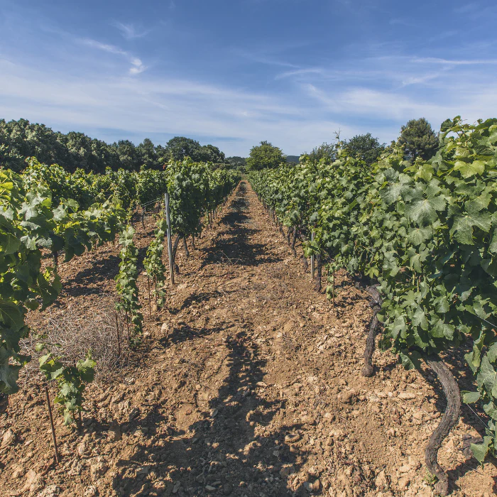 2025 Bio Château Romassan Bandol Rosé, Provence, Frankreich - Image 4