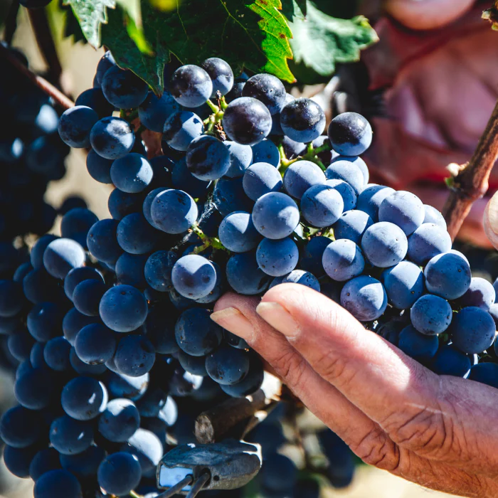 2019 Bio Il Blu, Toskana, Italien - Image 3