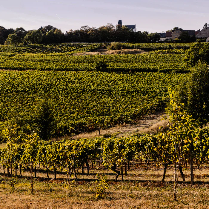 Bio Riesling Qvinterra, Rheinhessen, Deutschland - Image 2