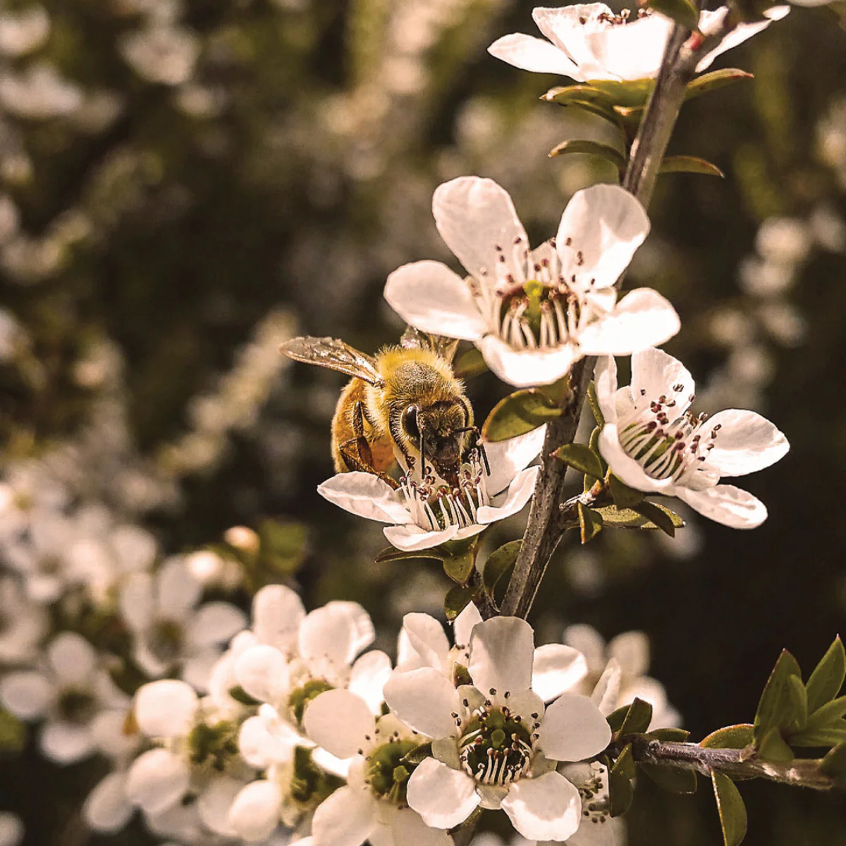 Rare Harvest Manuka Honey MGO 2100+ - Image 5