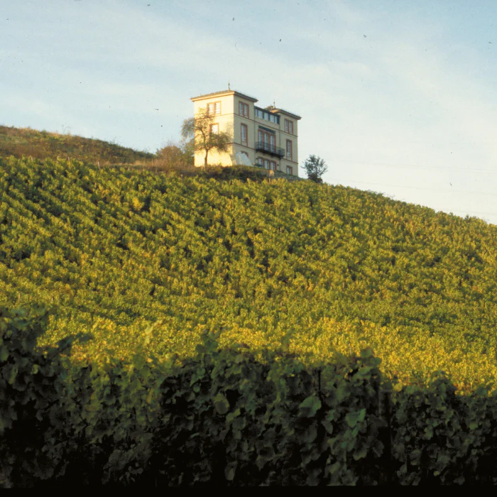 Sauvage Riesling, Rheingau, Deutschland - Image 3